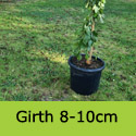 Mature Morus Alba Pendula Weeping White Mulberry Tree 8-10cm girth